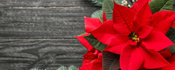 poinsettia