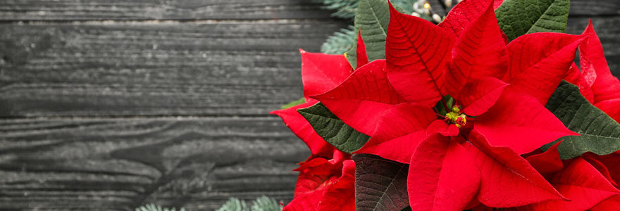 poinsettia